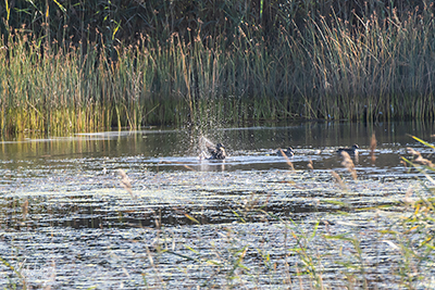 Skvätta