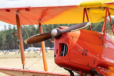 Tiger Moth